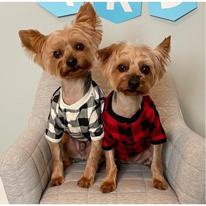 Одяг для собак